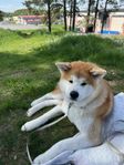 Japansk Akita besläktad med hachiko.