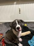 Valpar American bully