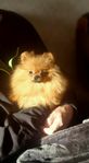 Pomeranian tik SKK reg 