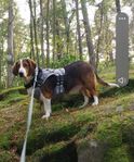 Hund 