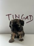 Shih tzu/ Papillon blandning