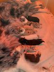 RESERVERADE Australian Shepherd valpar mix