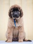 Leonberger valpar