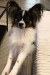 Papillon