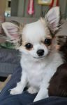 Chihuahua hanvalp 