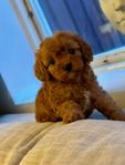 cavapoo valpar