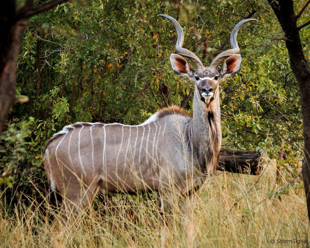 Kudu skinn från Botswana