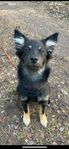 Finsk/lapsk vallhund