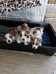  jack russell valpar