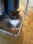 ragdoll hane 