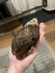Afrikanska jättesnäckor med terrarium 
