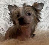 Chinese Crested Hane
