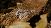 Porcellio Laevis. Dairy Cows.