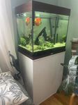 Akvarium, fiskar och tillbehör