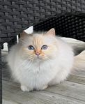 Helig birma med stamtavla 