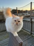 Helig birma med stamtavla