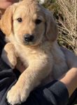 Goldendoodle valpar