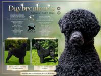 Portuguese Water Dog  / PORTUGISISK VATTENHUND