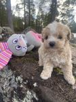 Maltipoo valpar 
