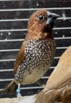 Fjällig munia (Lonchura punctulata)