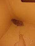 Guldhamster hane 