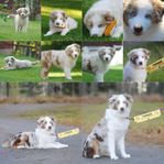 Australian Shepherd Tik 10 månader med stamtavla