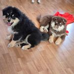 Finsk Lapphunds tik 4mån.