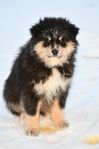 Finsk Lapphunds hane, 4mån.