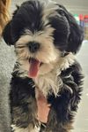 Bichon havanais 