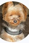 Yorkshireterrier med stamtavla   Swedetops I