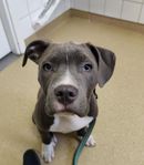 amerikan bully amstaff terrier 