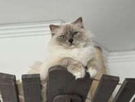 ragdoll katt hane avel/parning 