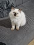 Ragdoll hane 100% Kattunge 14 veckor