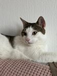katt hane 