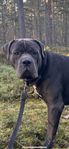Cane Corso, skk reg 