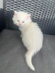 8 kattungar 