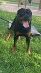 hund, rottweiler tik
