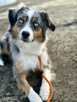 Miniature American Shepherd tik 