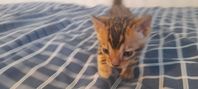 fin bengal kattunge hona