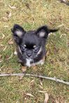 Chihuahua valpar SKK