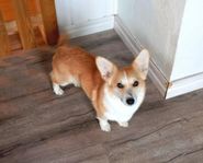 Welsh Corgi Pembroke 