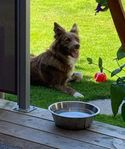 bordercollie tik 6 år