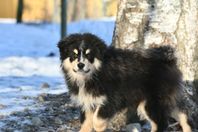 Finsk Lapphund 