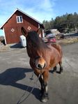 Ardennersto