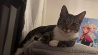 katt 