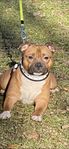 Staffordshire Bullterrier Hane