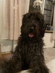 Labradoodle 2,5 år