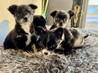 Bella's Valpar – Nu söker vi våra för alltid hem!