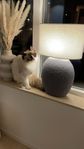 Ragdoll katt 