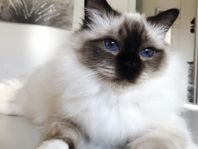 Helig Birma MED STAMTAVLA